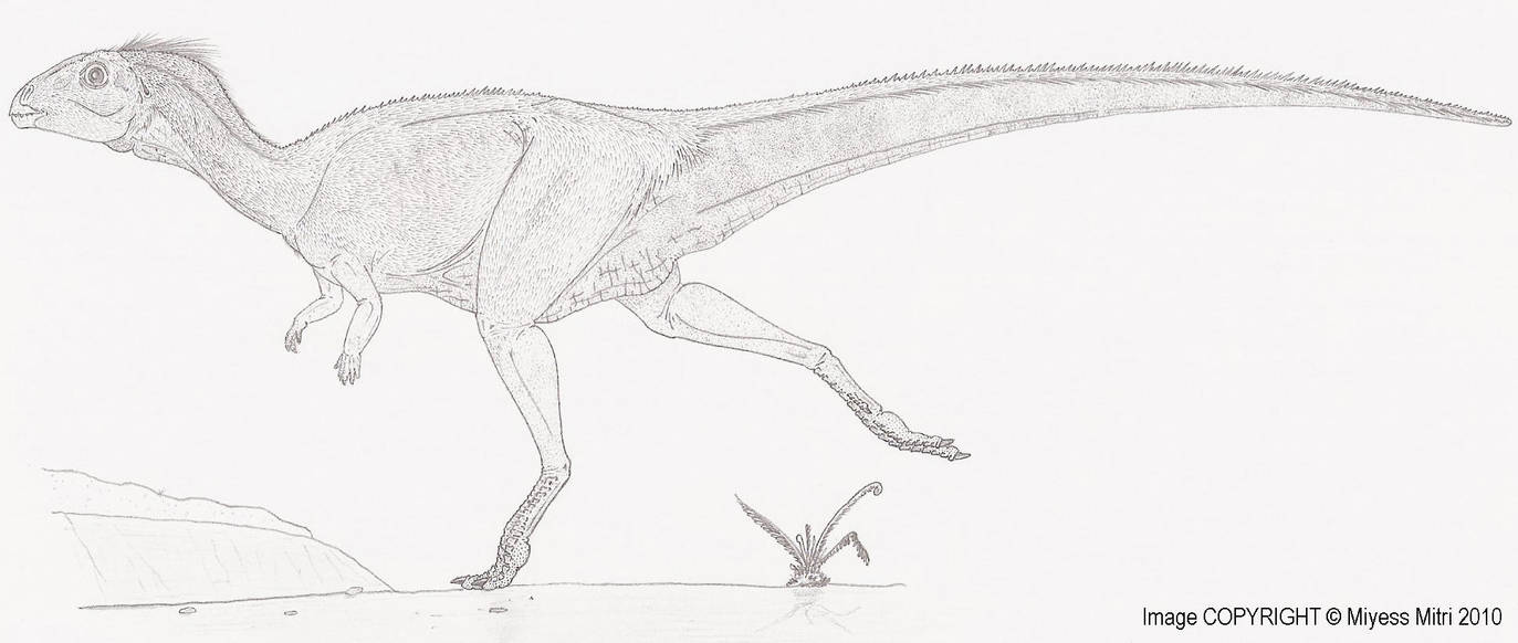 Qantassaurus intrepidus by Miyess