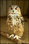 Eagle-owl by DanaAnderson