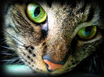 Hypnotising Gaze by DanaAnderson