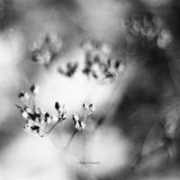 Day of past II by NightAndWind