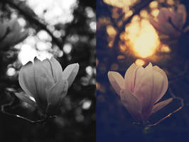 little fires by Zaratops