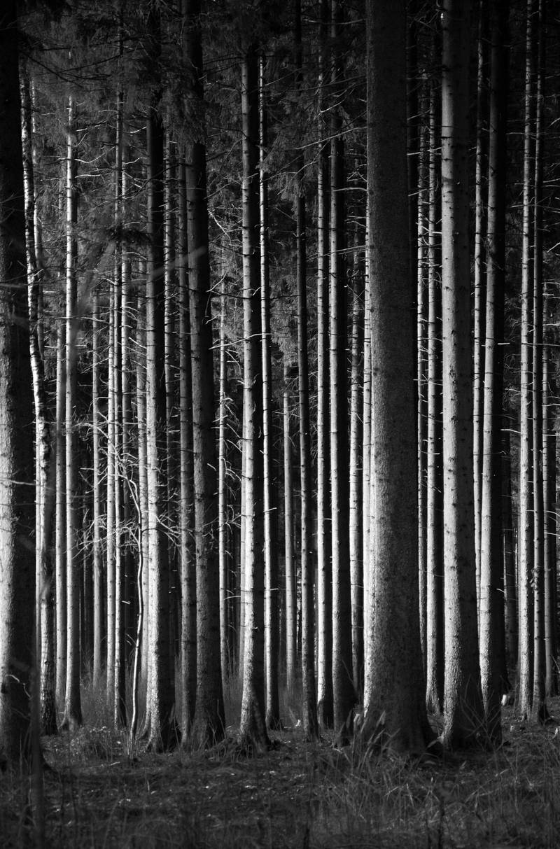 Vertical Forest by JanKacar