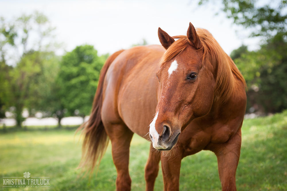 animal planet horse animal planet horse