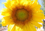 Sunflower V by BeautifulDragon322