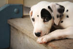 Puppy by FALLenJ