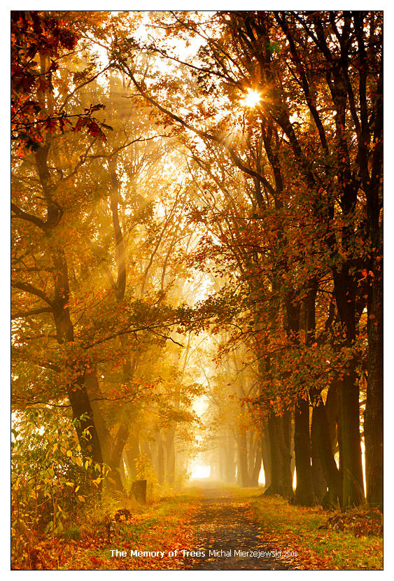The Memory of Trees by werol