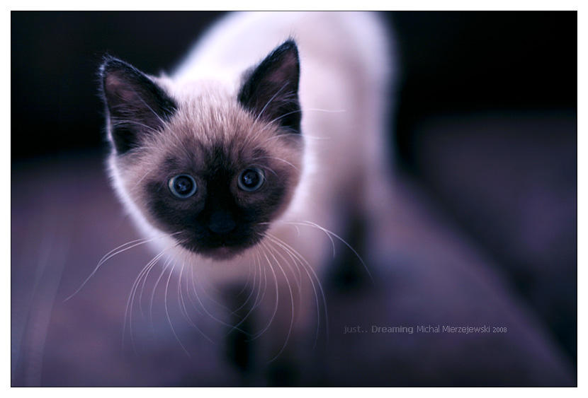 .. dreaming by werol