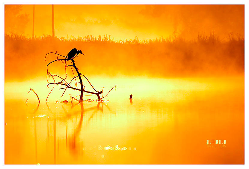 patience by werol