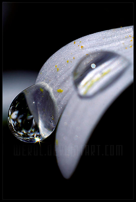generation by werol