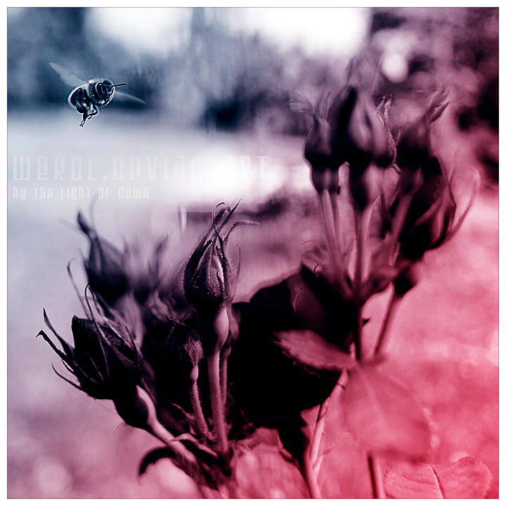 By the light of dawn by werol