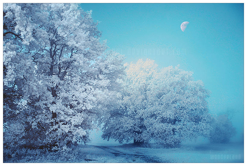wonderland... by werol