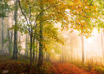 -Anxious poetry of autumn- by Janek-Sedlar