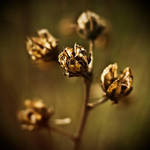 ...dragon heads...II by Kosak11