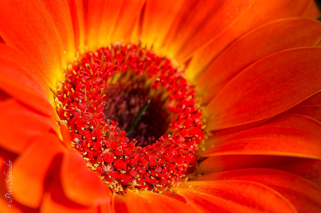 Focus. by Phototubby Focus. by Phototubby