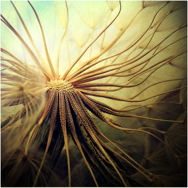 octopus... by aftercode