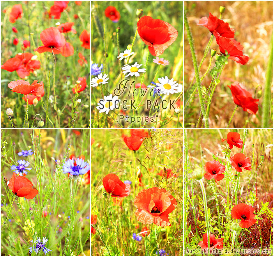 Poppies - PHOTO STOCK PACK by RoryonaRainbow