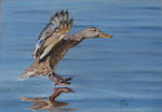 Mallard by riksons