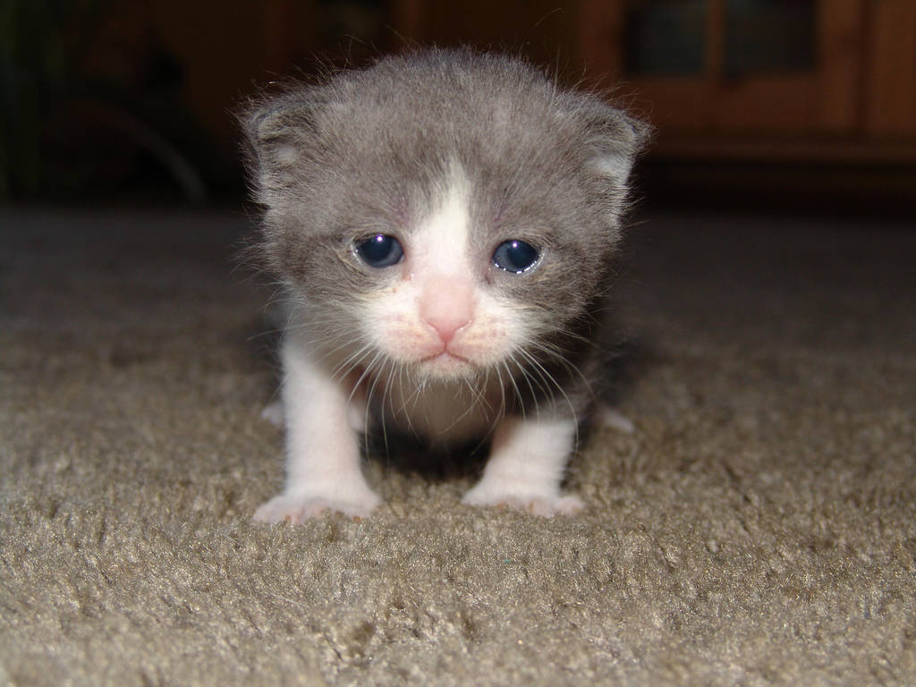 Dopey Baby Duma by CatStock