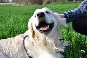 Toffi the dog :D by BlackMonsterx3