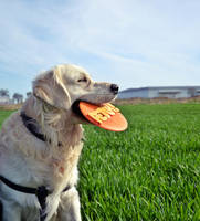 Toffi by BlackMonsterx3