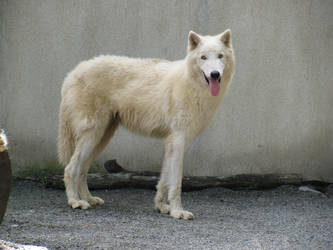 White Arctic Wolf by plutoplus1