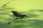 Searching Through Pond Scum by Daemare