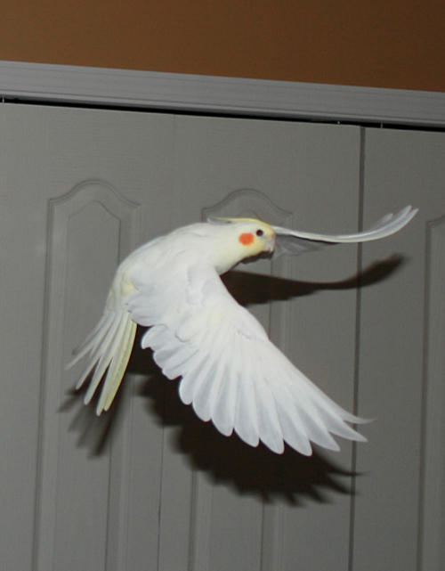 Lutino Cockatiel 4 by Stickfishies-Stock