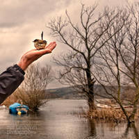 branch and a bird by nurtanrioven