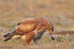 Common Buzzard with its prey by RichardConstantinoff