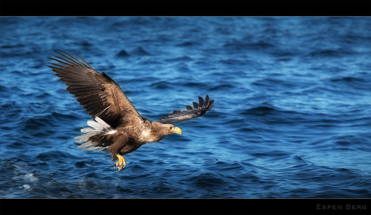 Sea Eagle by berg77