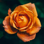 rose 59 by EphemeralMind