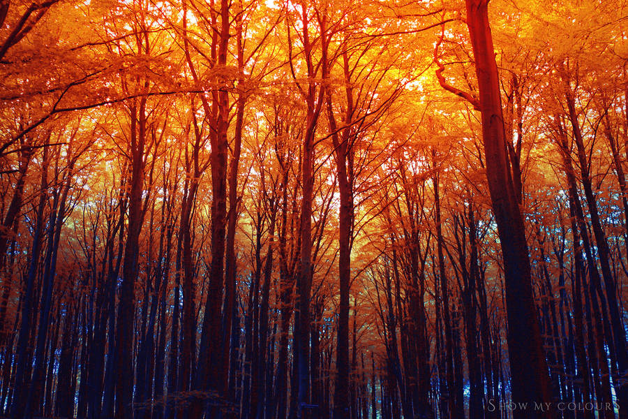 Burning Autumn by ShowMyColours Burning Autumn by ShowMyColours