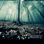 .Silent Trees II. by sabbbriCA