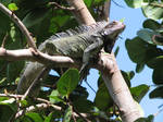 Iguana Prince by crop