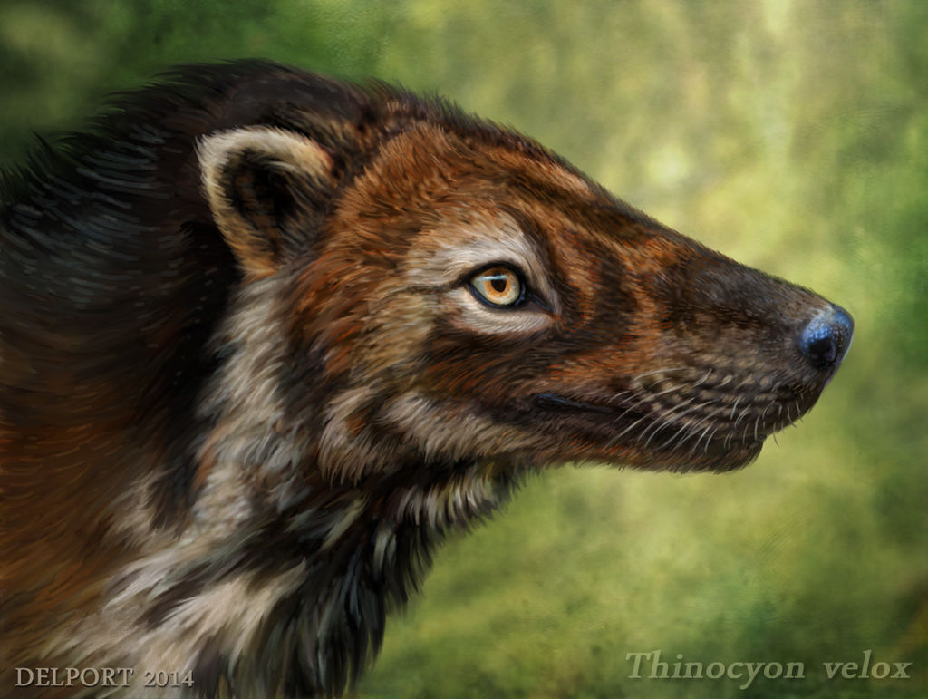 Thinocyon velox by Viergacht
