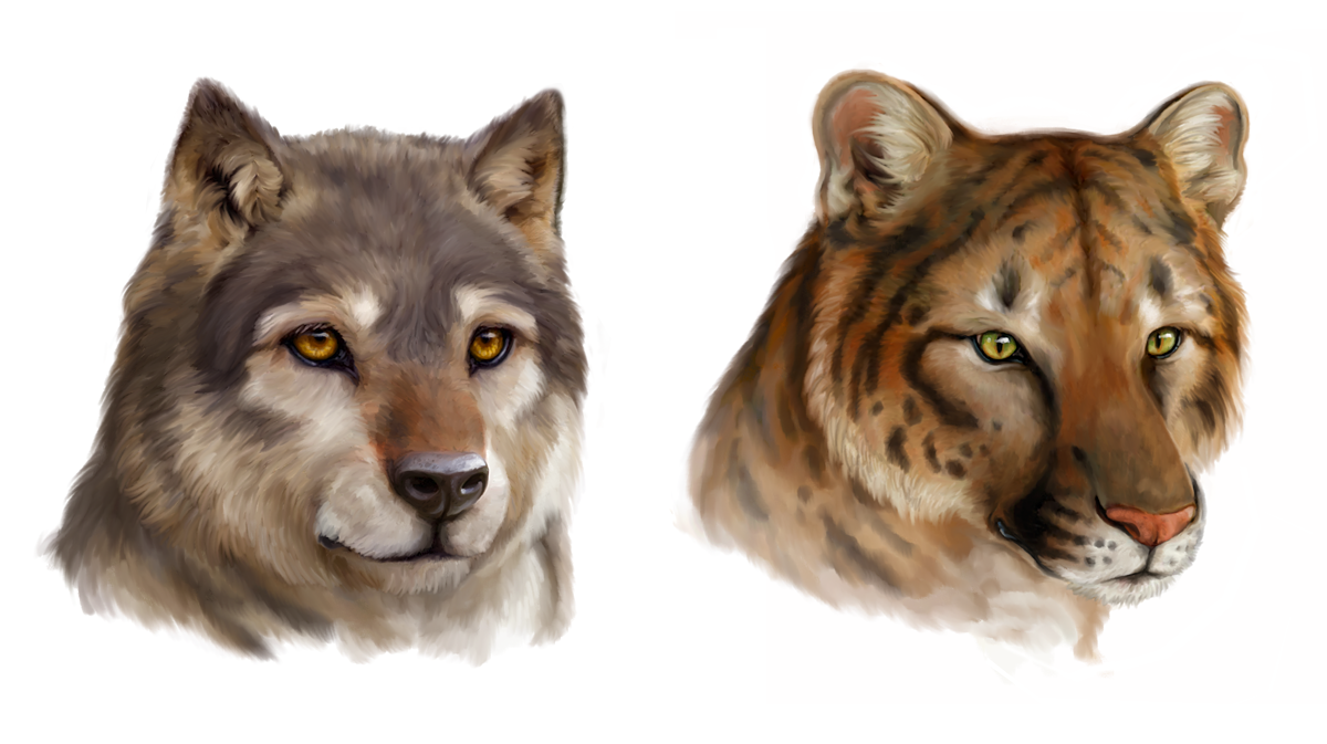 Canis concolor and Puma lupus by Viergacht