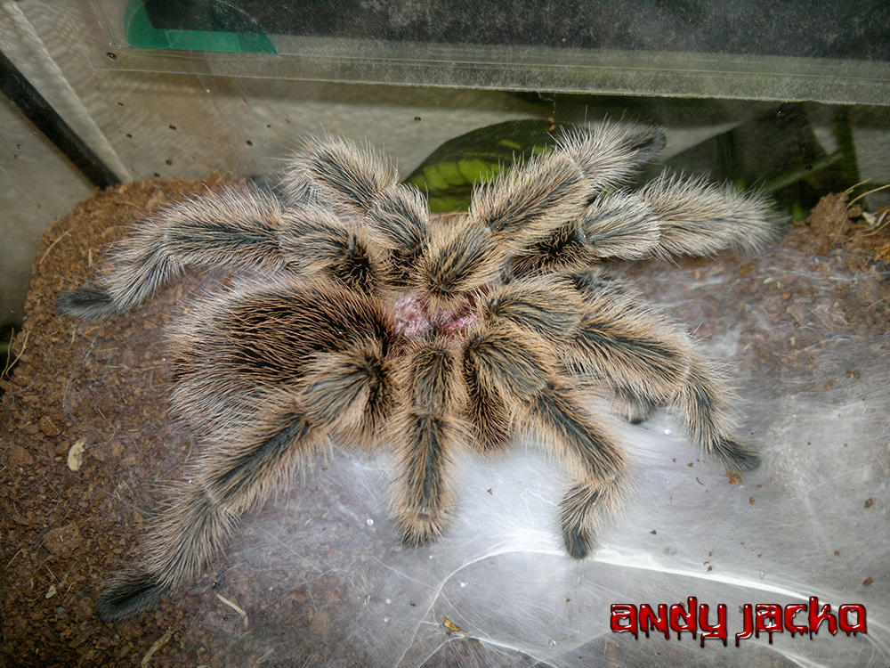 Grammostola North Northern Gold Tarantula Spider by AndyJacko