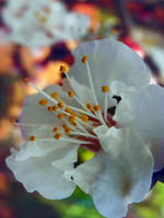 spring by MademoiselleNana