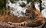 Serious Bobcat by Jack-Random