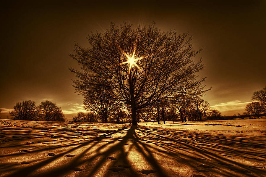Tree Of Light by lowapproach