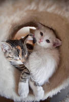 +..Pax-Furia..+ by lectral