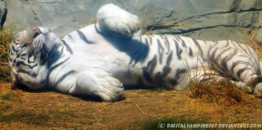 White Tiger - Chilling in the Sun by DigitalVampire107
