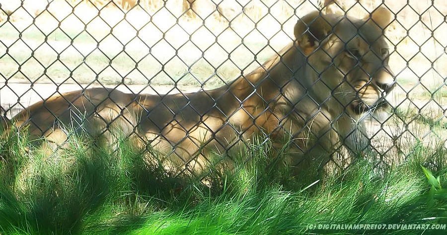 Pretty Lioness by DigitalVampire107