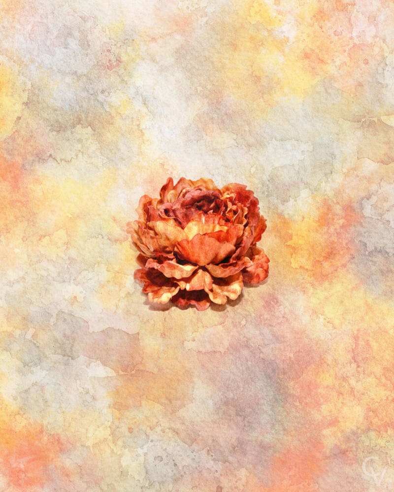 Orange Peony Watercolor by crimsonvermillion
