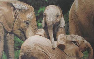 Elephants Playing by Starfire-Productions Elephants Playing by Starfire-Productions