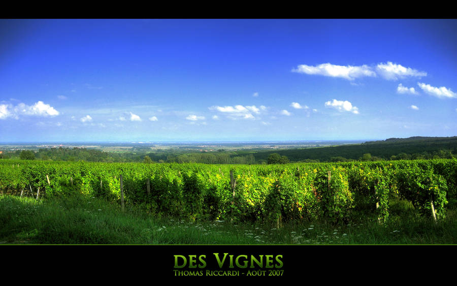 des Vignes by Niluge-KiWi