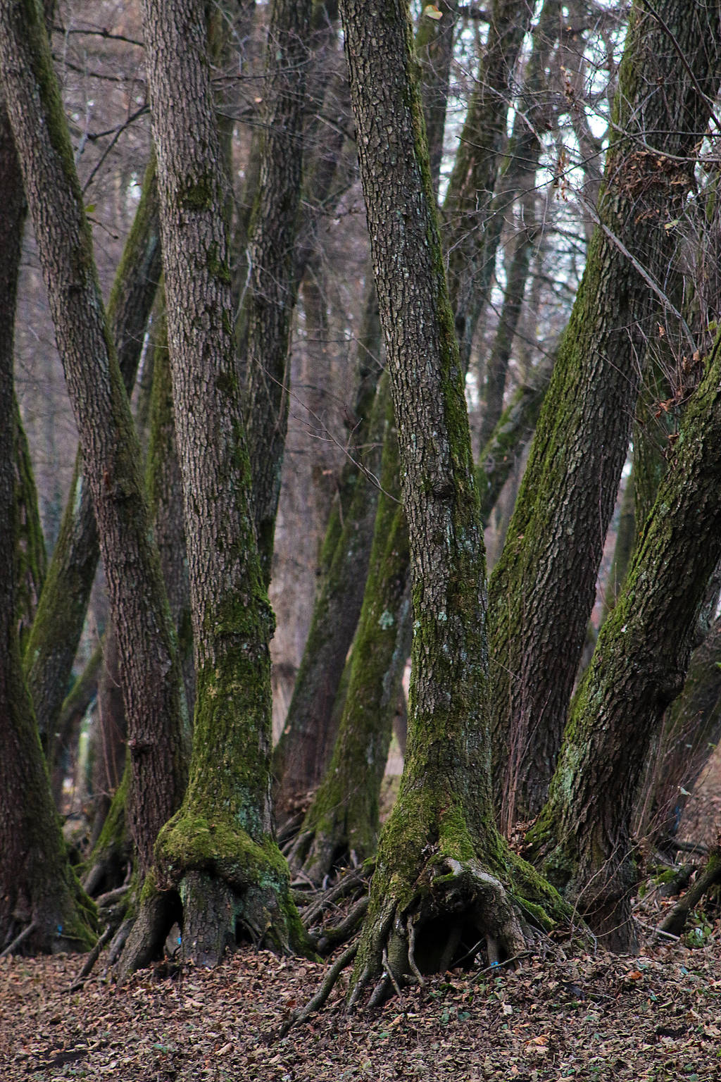 Alder Ents by organicvision