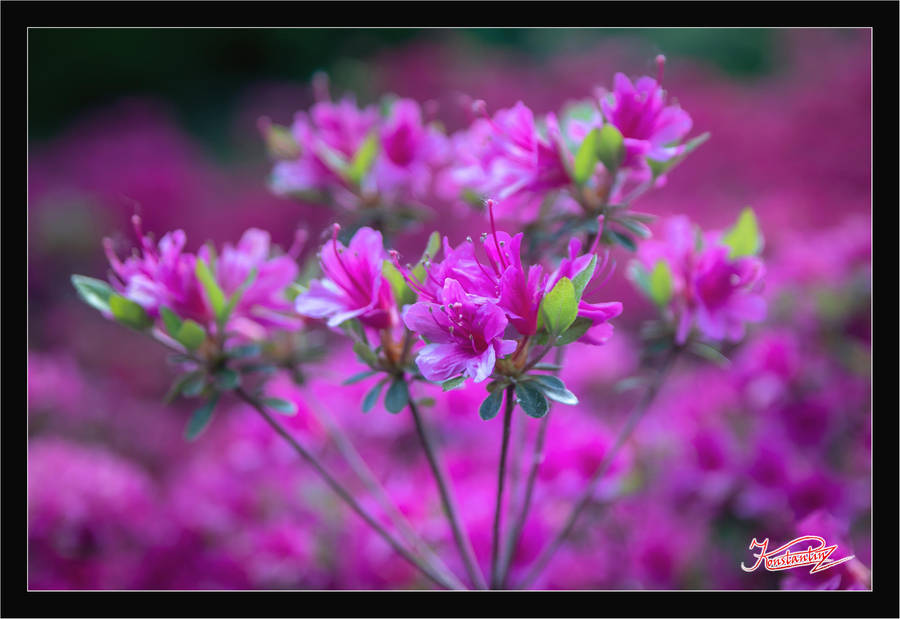 Somewhere in nature P.78 by Z3dLim Somewhere in nature P.78 by Z3dLim