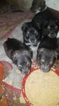 Cachorros en adopcion!! by popecba