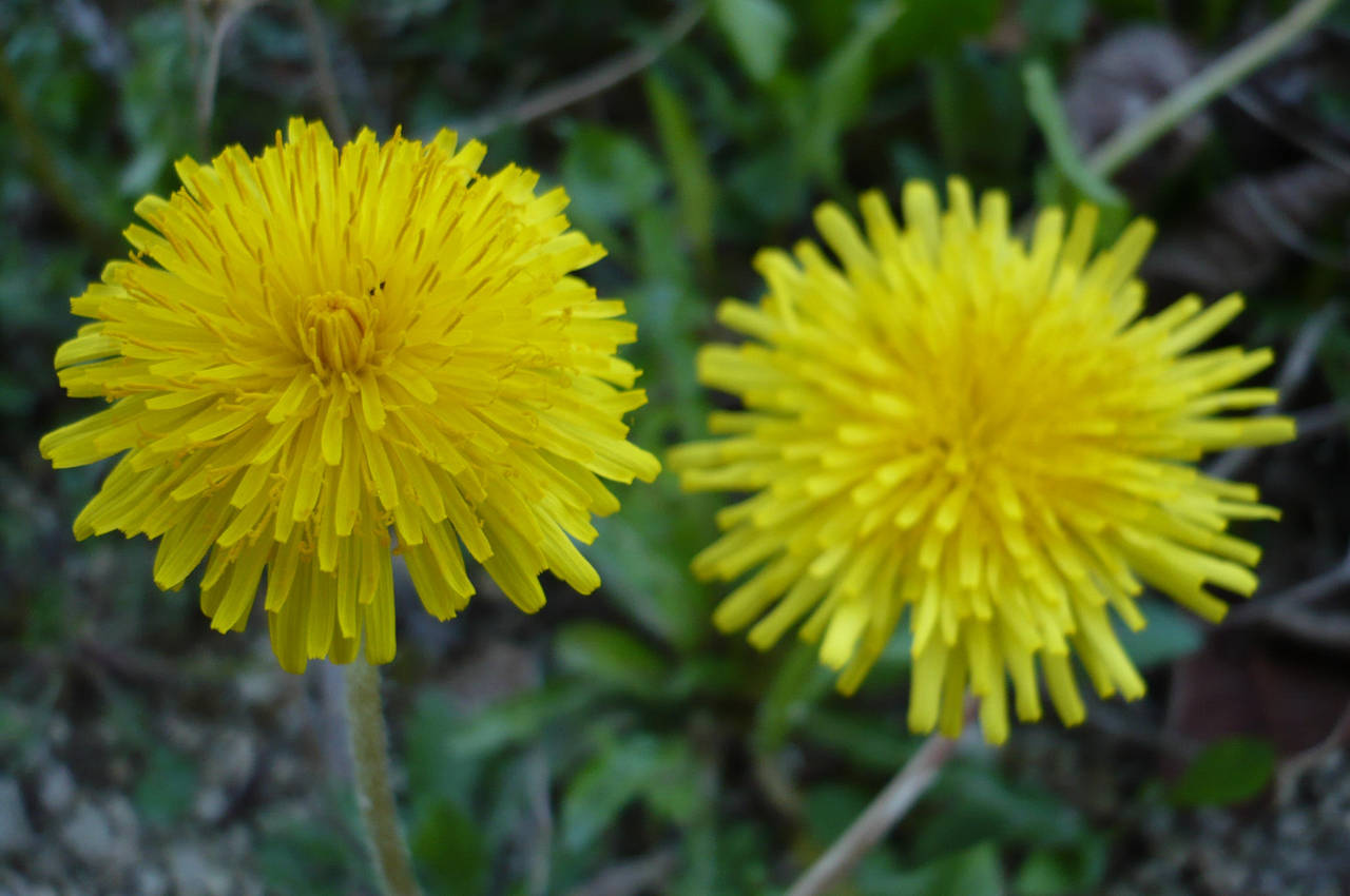 twins Pissenlit - Dandelion by nicolapin